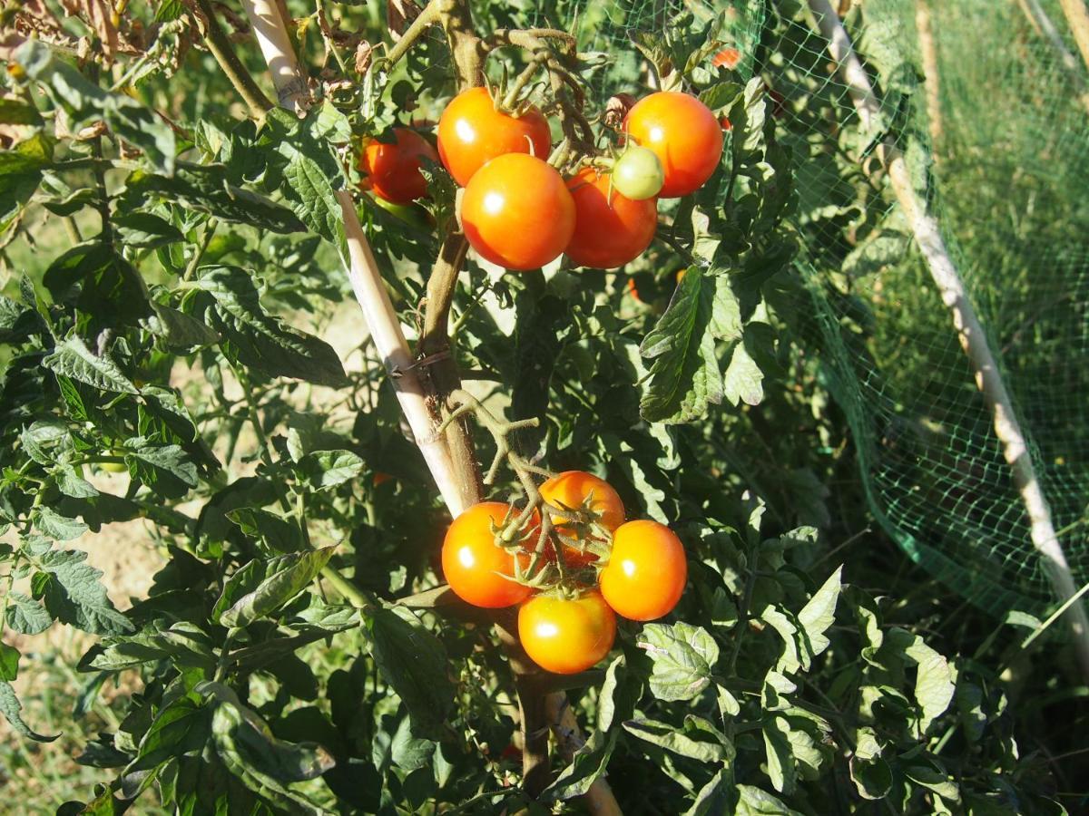 Agriturismo Ardizio 43 Πέζαρο Εξωτερικό φωτογραφία