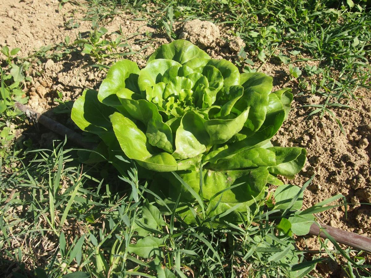 Agriturismo Ardizio 43 Πέζαρο Εξωτερικό φωτογραφία